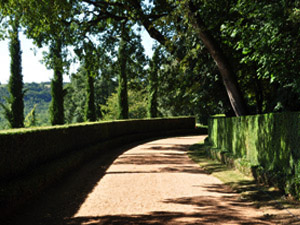 Vivers Càrex - Buxus sempervirens 